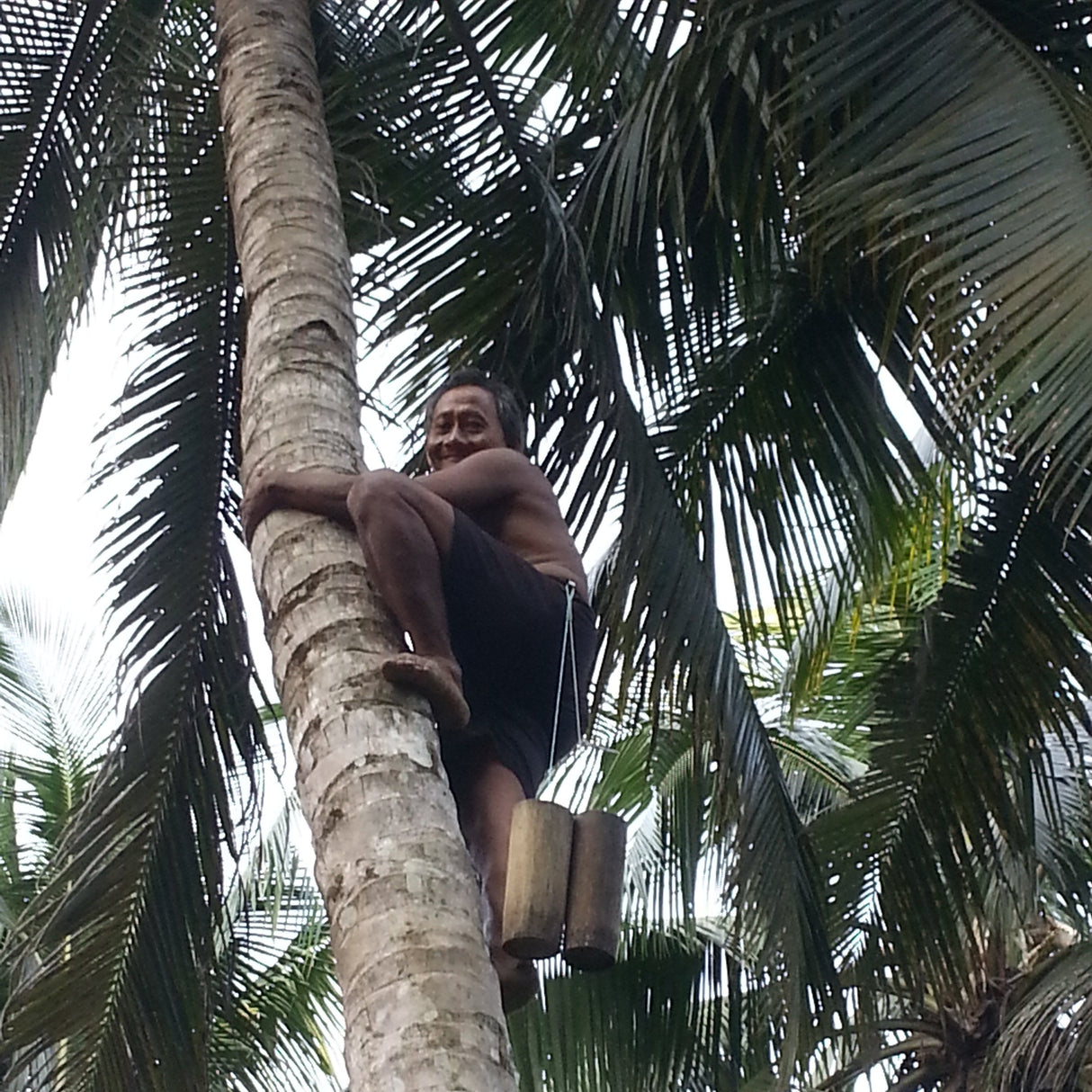 Coconut Sugar (Indonesia) - Burlap & Barrel