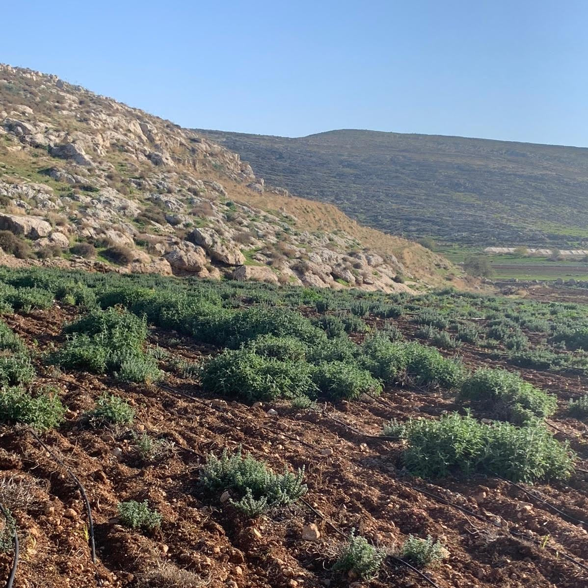 Za'atar - Burlap & Barrel