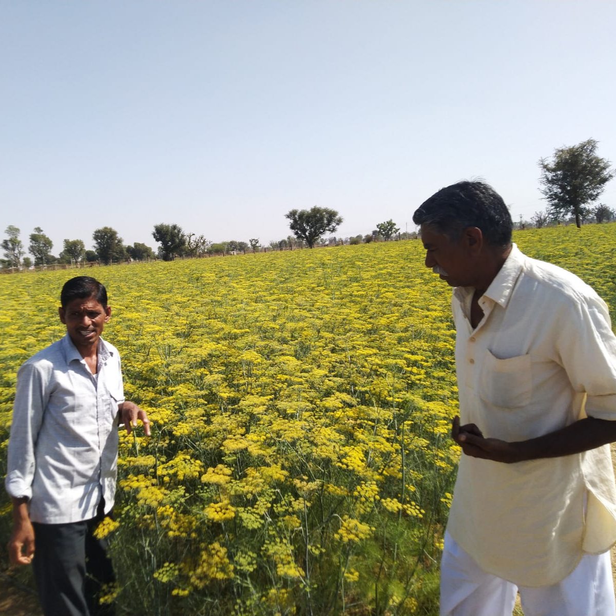 Lucknow Fennel - Burlap & Barrel