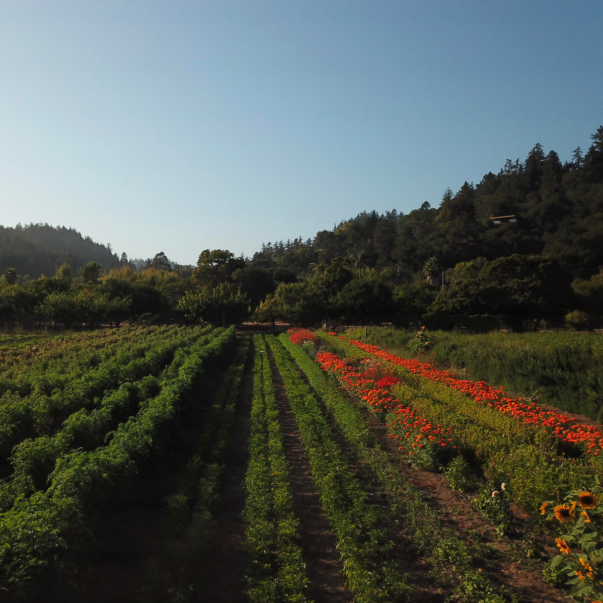 Field at Fire Tongue Farms