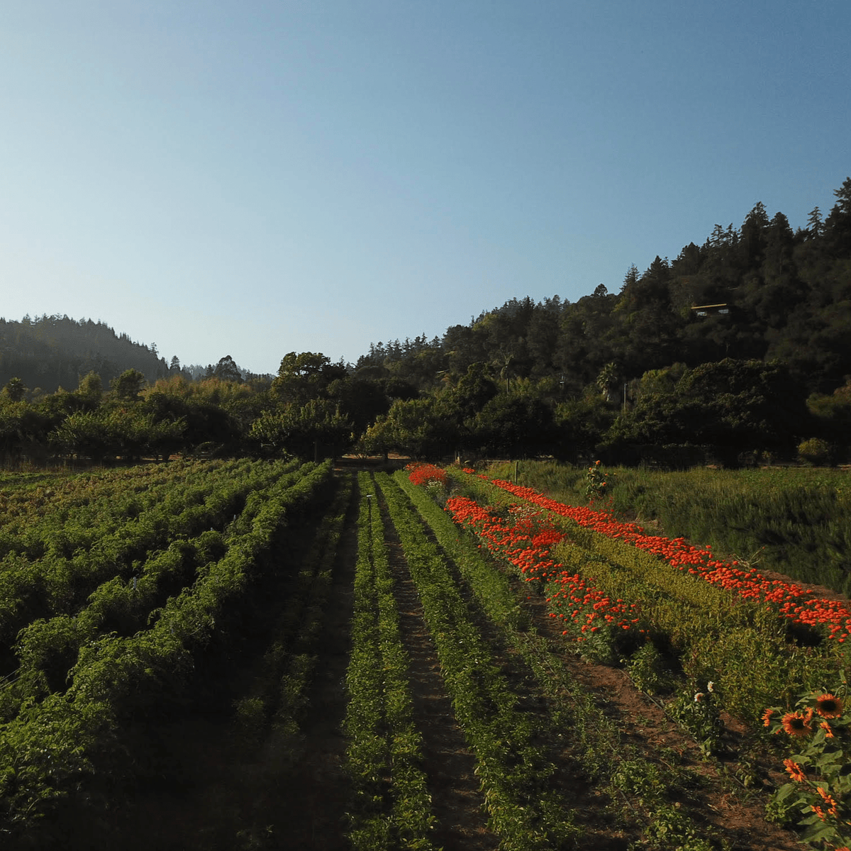 Field at Fire Tongue Farms