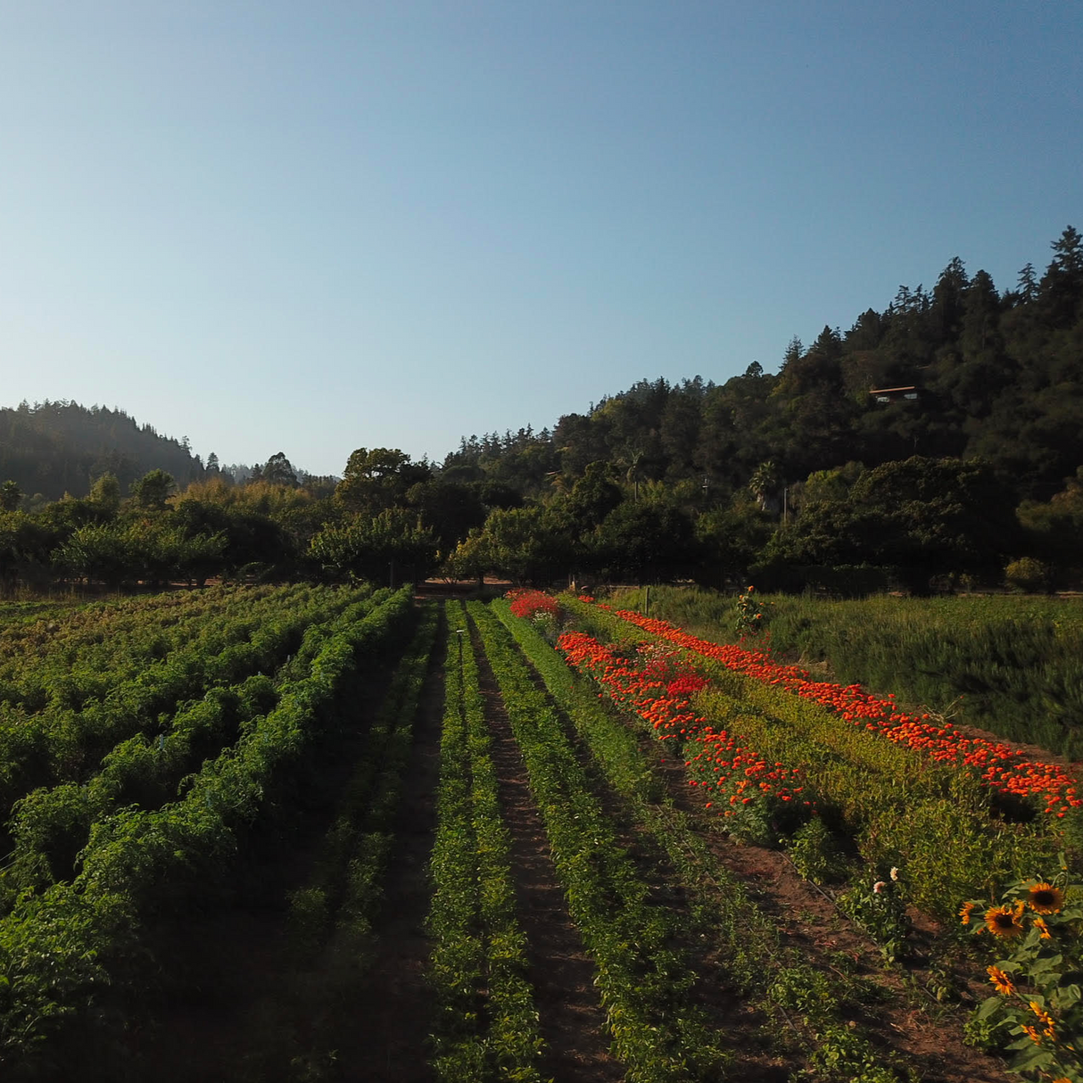Fire Tongue Farms