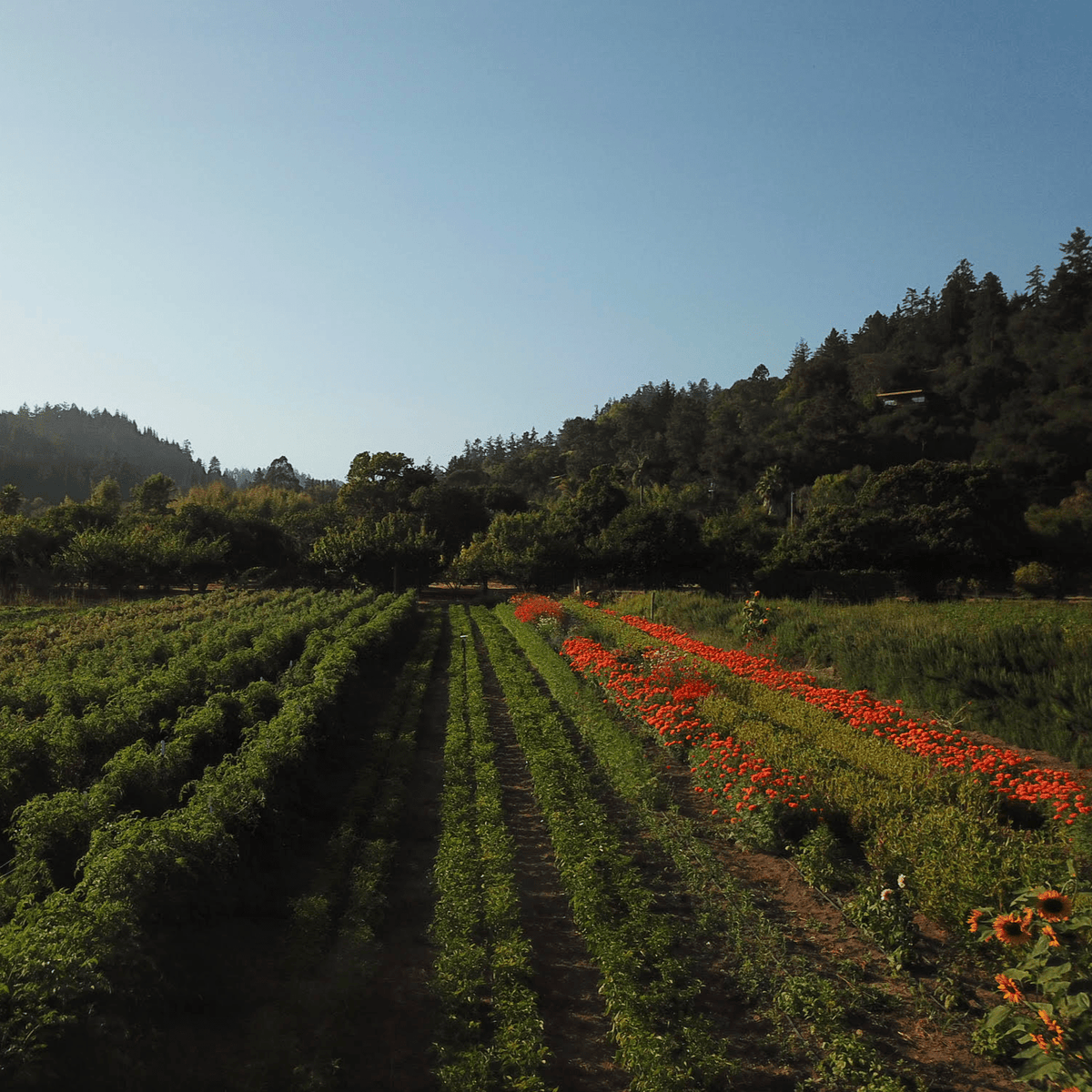 Fire Tongue Farms