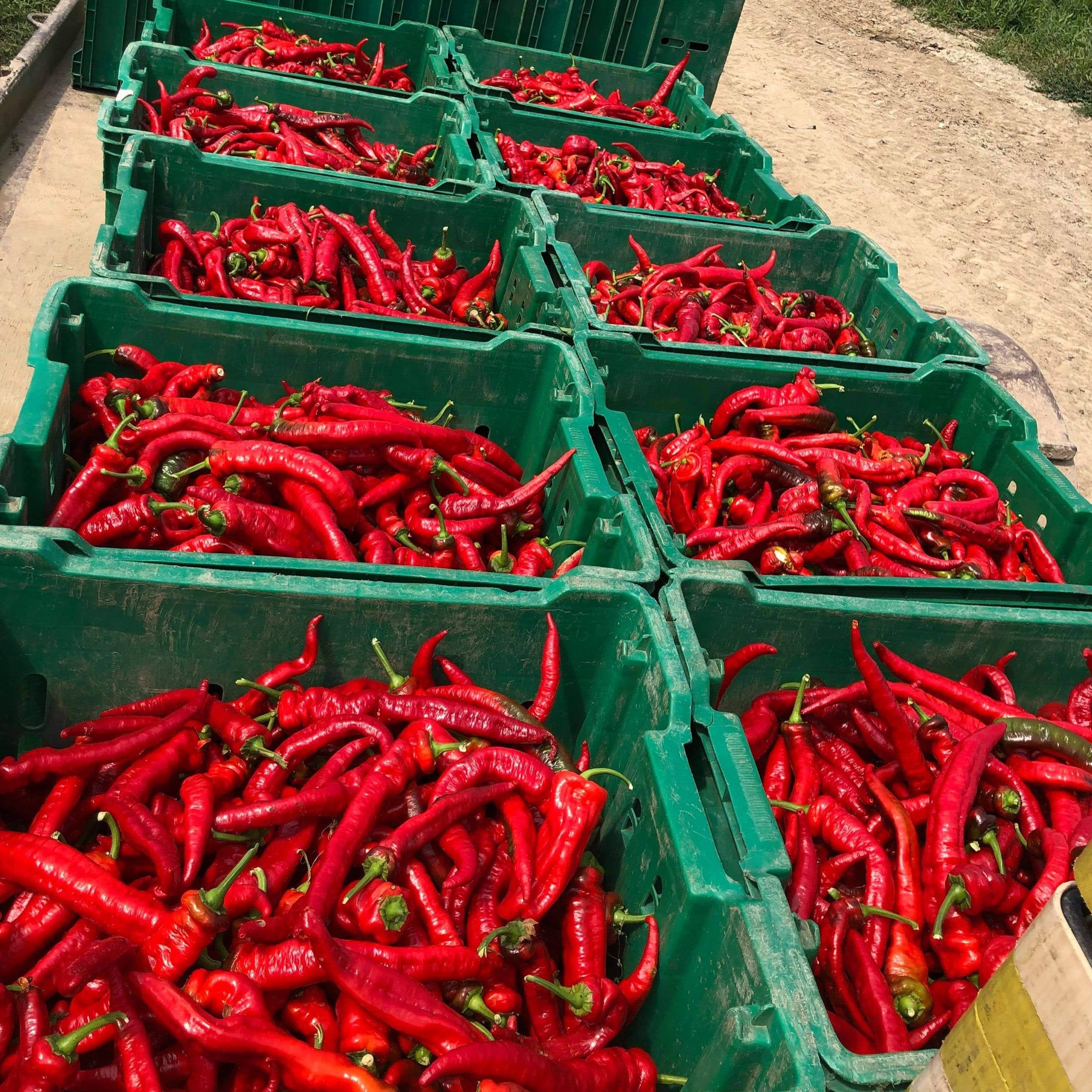 Jimmy Nardello Sweet Pepper Flakes - Burlap & Barrel