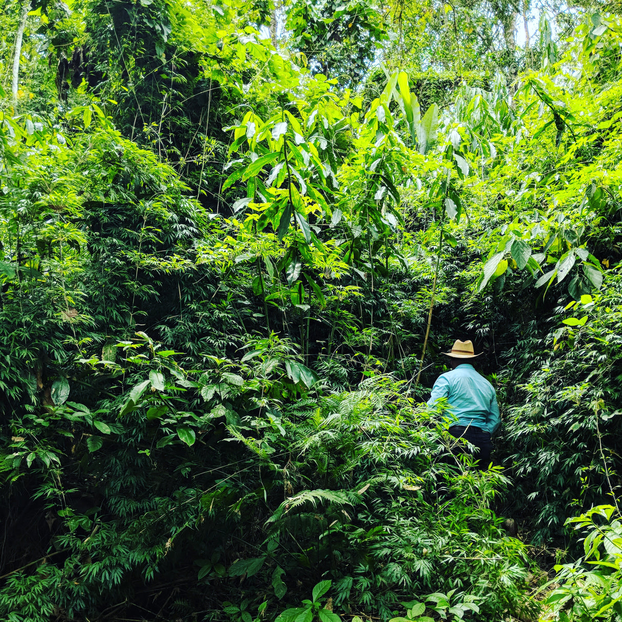 Farmer, Don Amilcar harvesting Cloud Forest Cardamom Seeds - Burlap & Barrel
