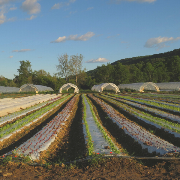 Jimmy Nardello Sweet Pepper Flakes - Burlap & Barrel