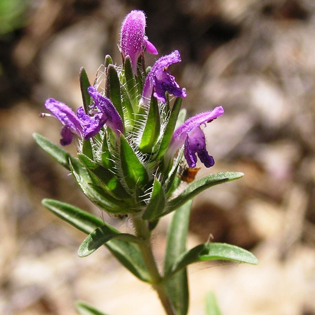 Flowering Hyssop Thyme