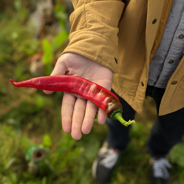 Jimmy Nardello Sweet Pepper Flakes - Burlap & Barrel