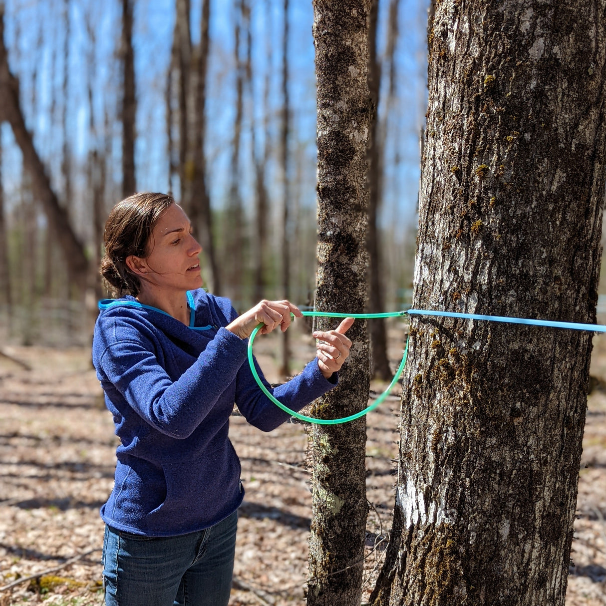 Molly tapping maple trees for Burlap & Barrel's wood fired maple sugar