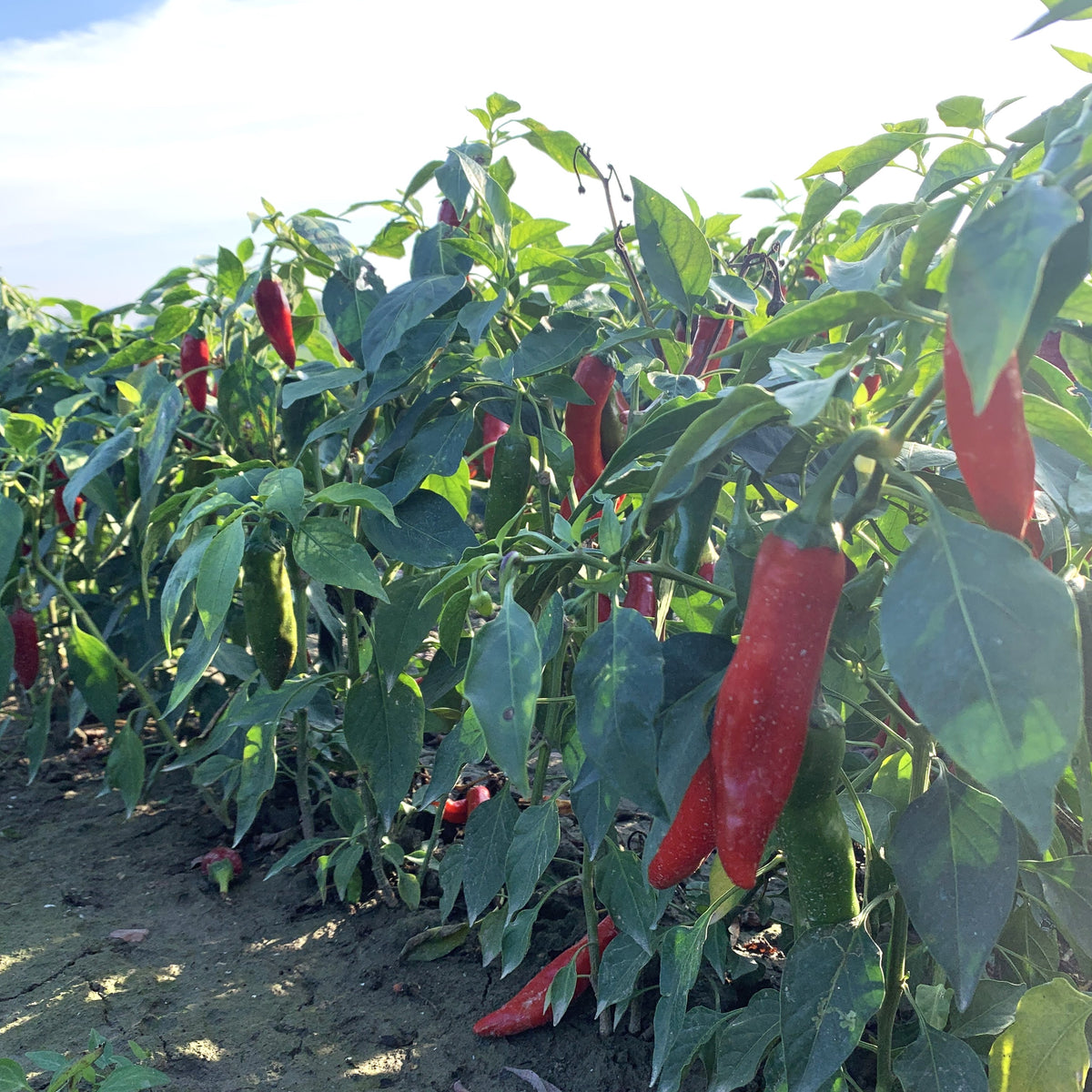 Szegedi 178 Hot Paprika Burlap & Barrel