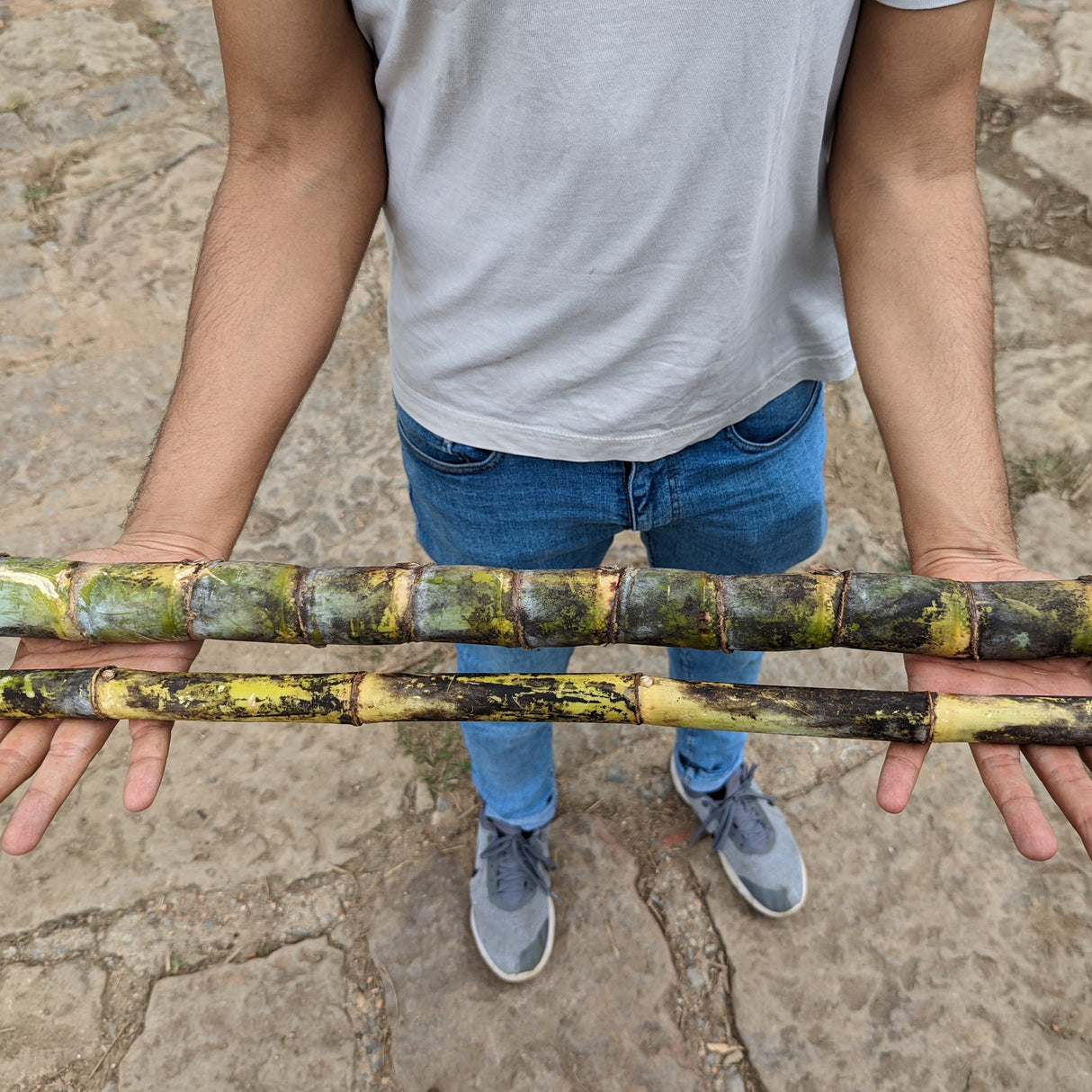 Single-Origin Sugars Collection