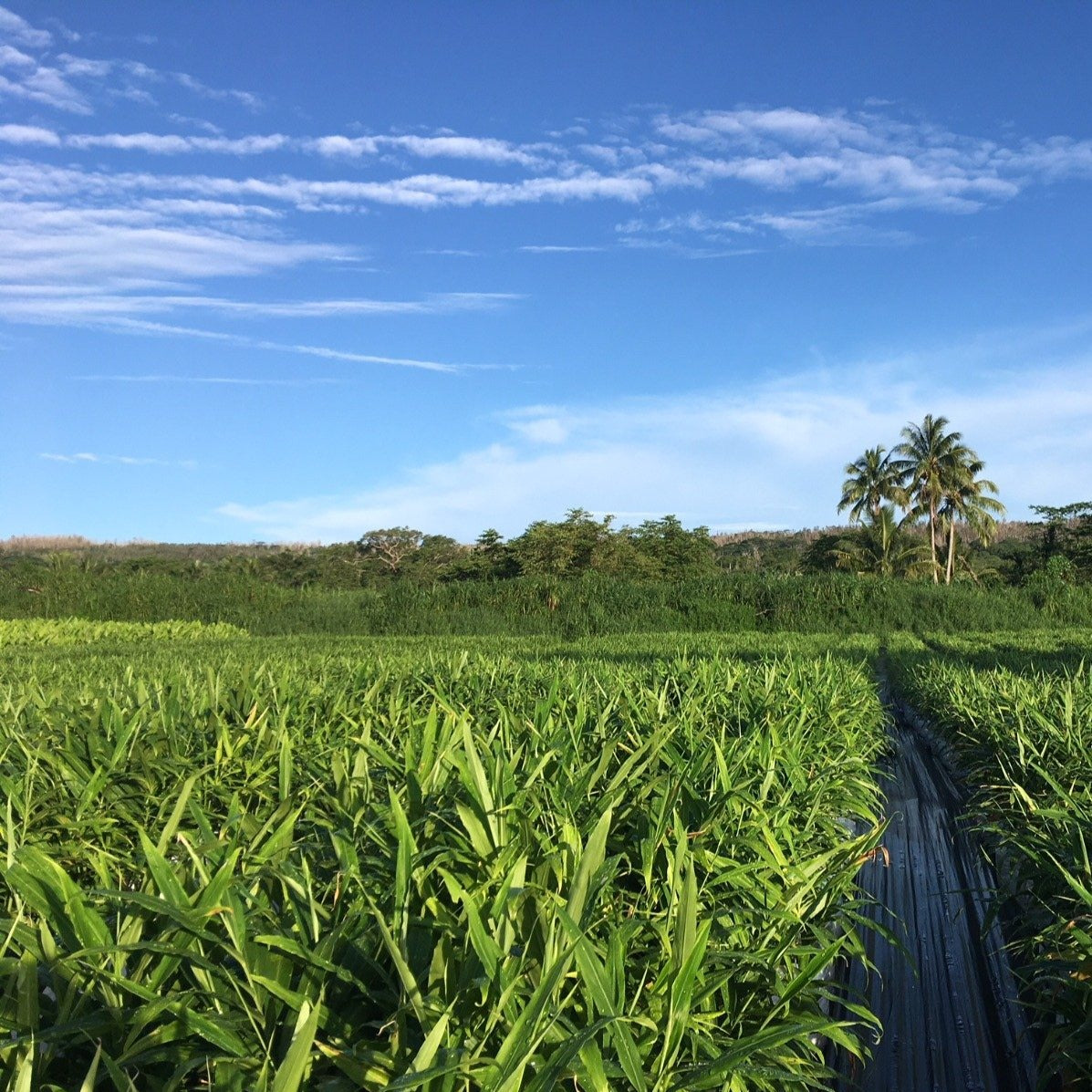 Anjali's Chai Masala - Burlap & Barrel
