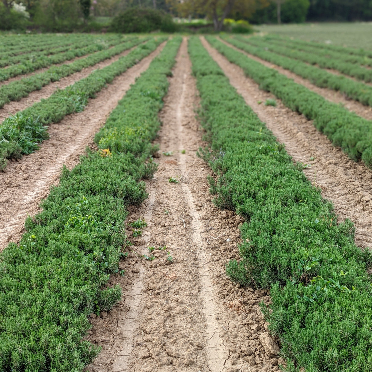 Limestone Rosemary - Burlap & Barrel