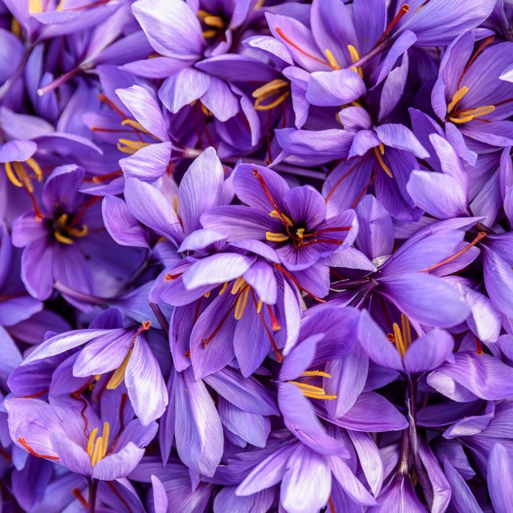 Close up of purple crocus flowers that produce Burlap & Barrel herati saffront