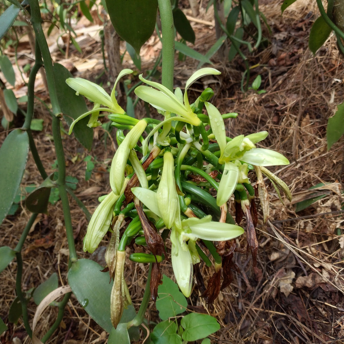 Nyanza Vanilla Powder Burlap & Barrel