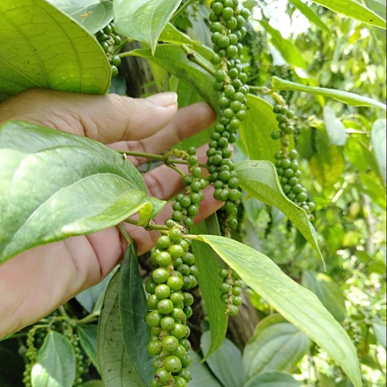 Fermented White Pepper - Burlap & Barrel