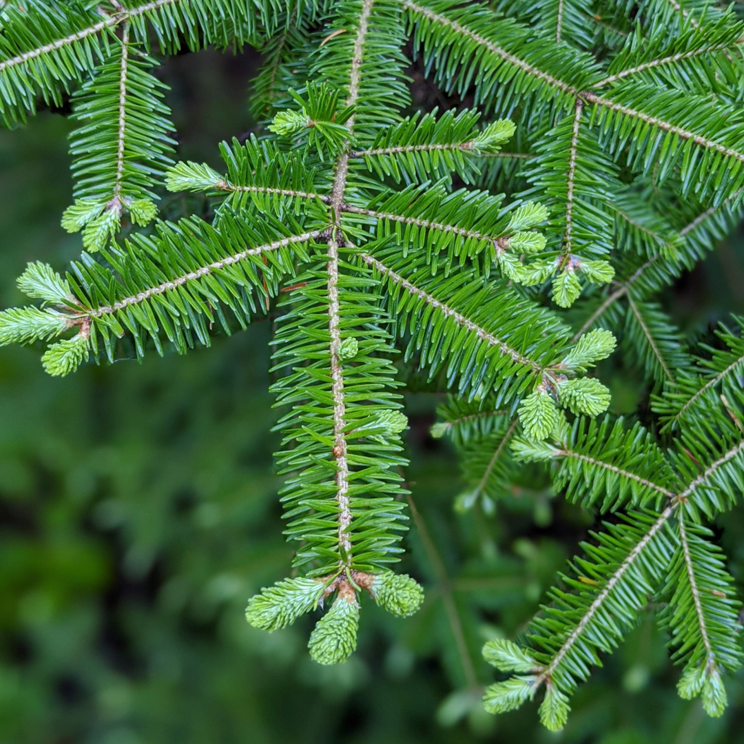 Close up of balsam fir branch with young, bright green fir tips sprouting from the end.