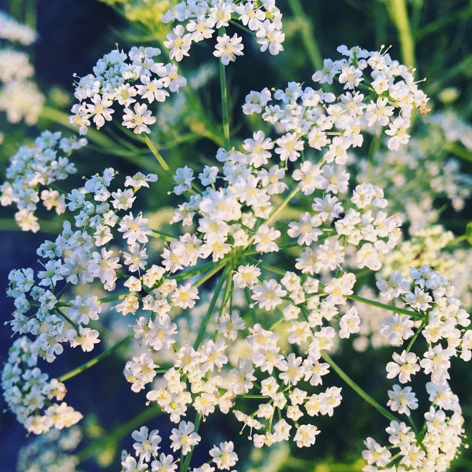 King Caraway - Burlap & Barrel Single Origin Spices