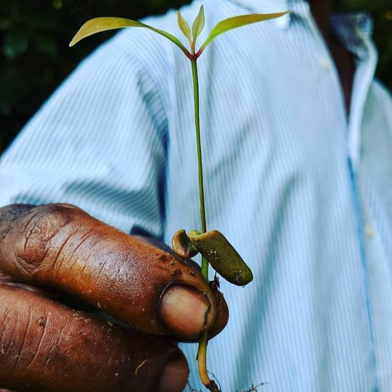 Ground Pemba Cloves - Burlap & Barrel
