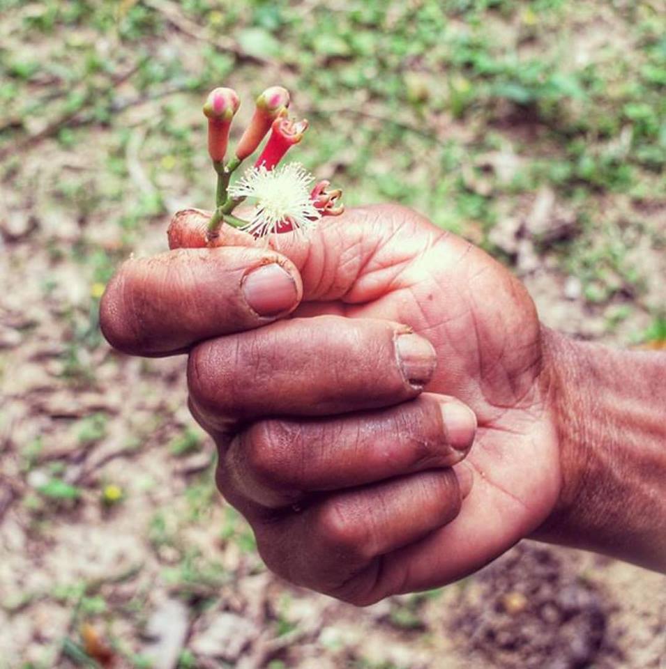 Pemba Cloves - Burlap & Barrel Single Origin Spices