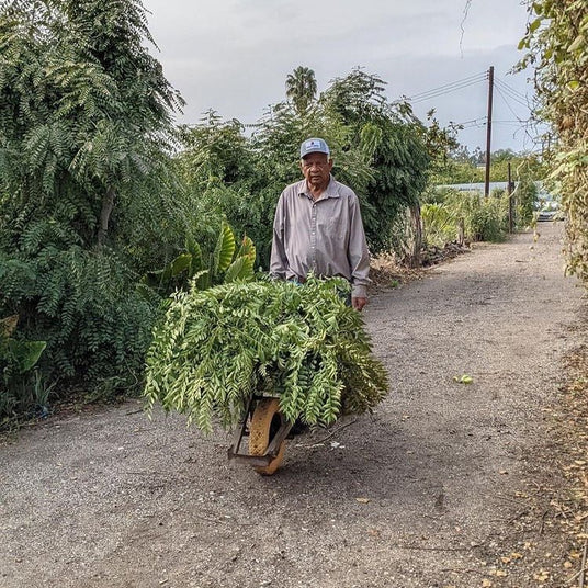 Prasad's Curry Leaf - Burlap & Barrel