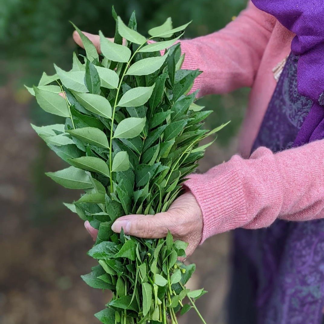 Prasad's Curry Leaf - Burlap & Barrel