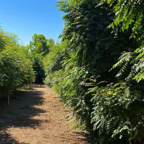 Prasad's Curry Leaf - Burlap & Barrel