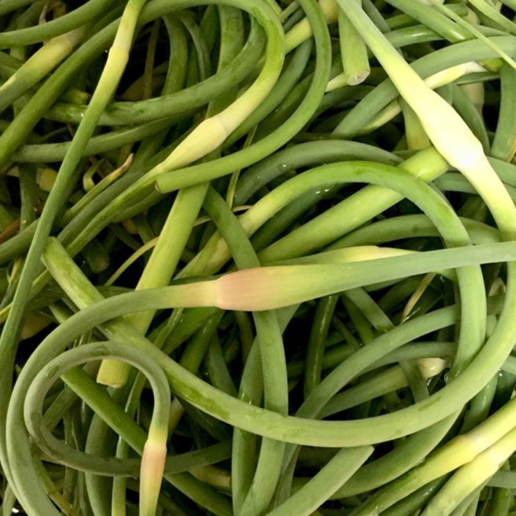 Garlic Scape Pickle - Burlap & Barrel