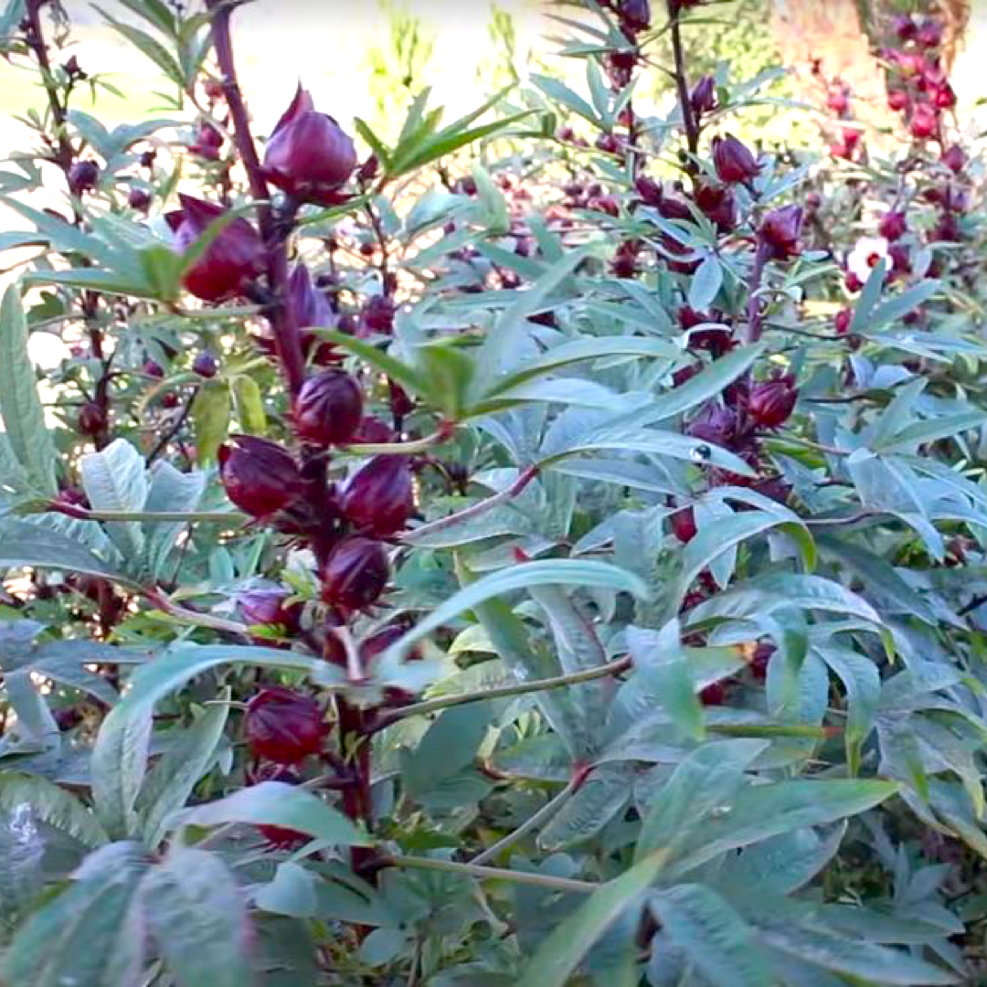 Desert Hibiscus - Burlap & Barrel