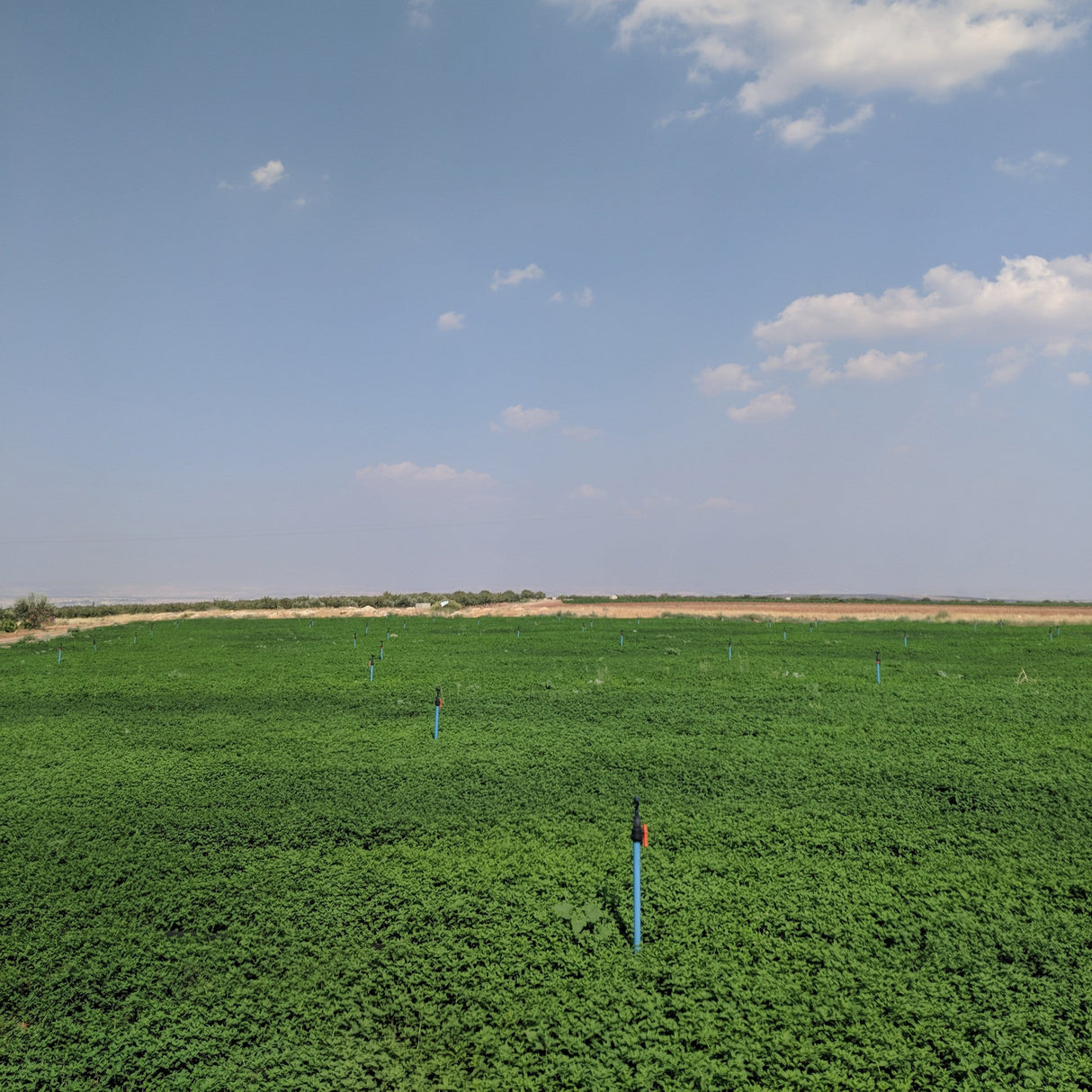 Euphrates Mint - Burlap & Barrel