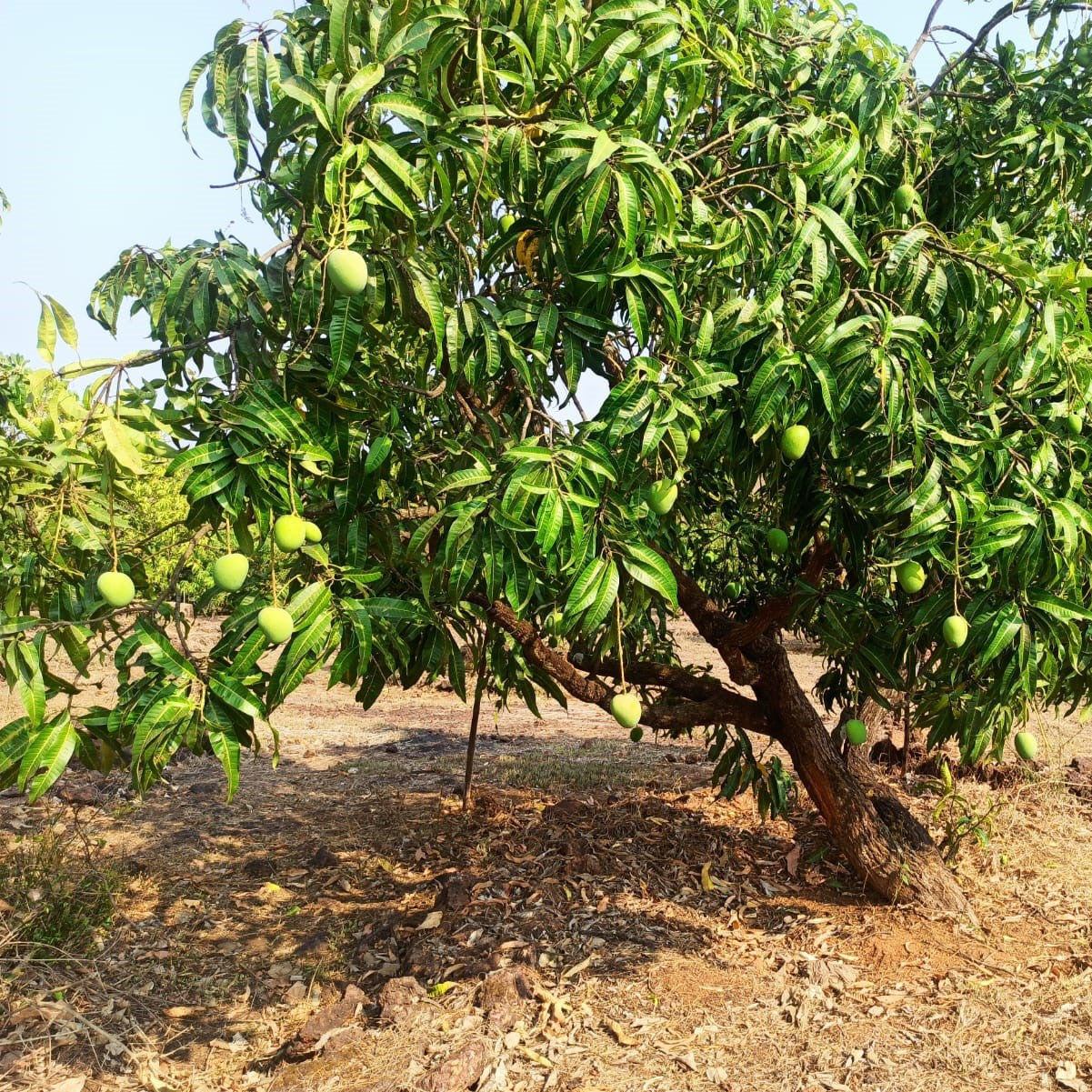 alphonso mango bonsai tree Alphonso Mango Amchur • Bright, Tart, Tropical Tang