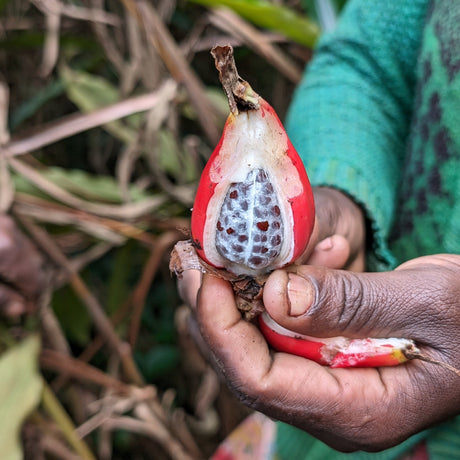 ayelech holding fresh grains of paradise