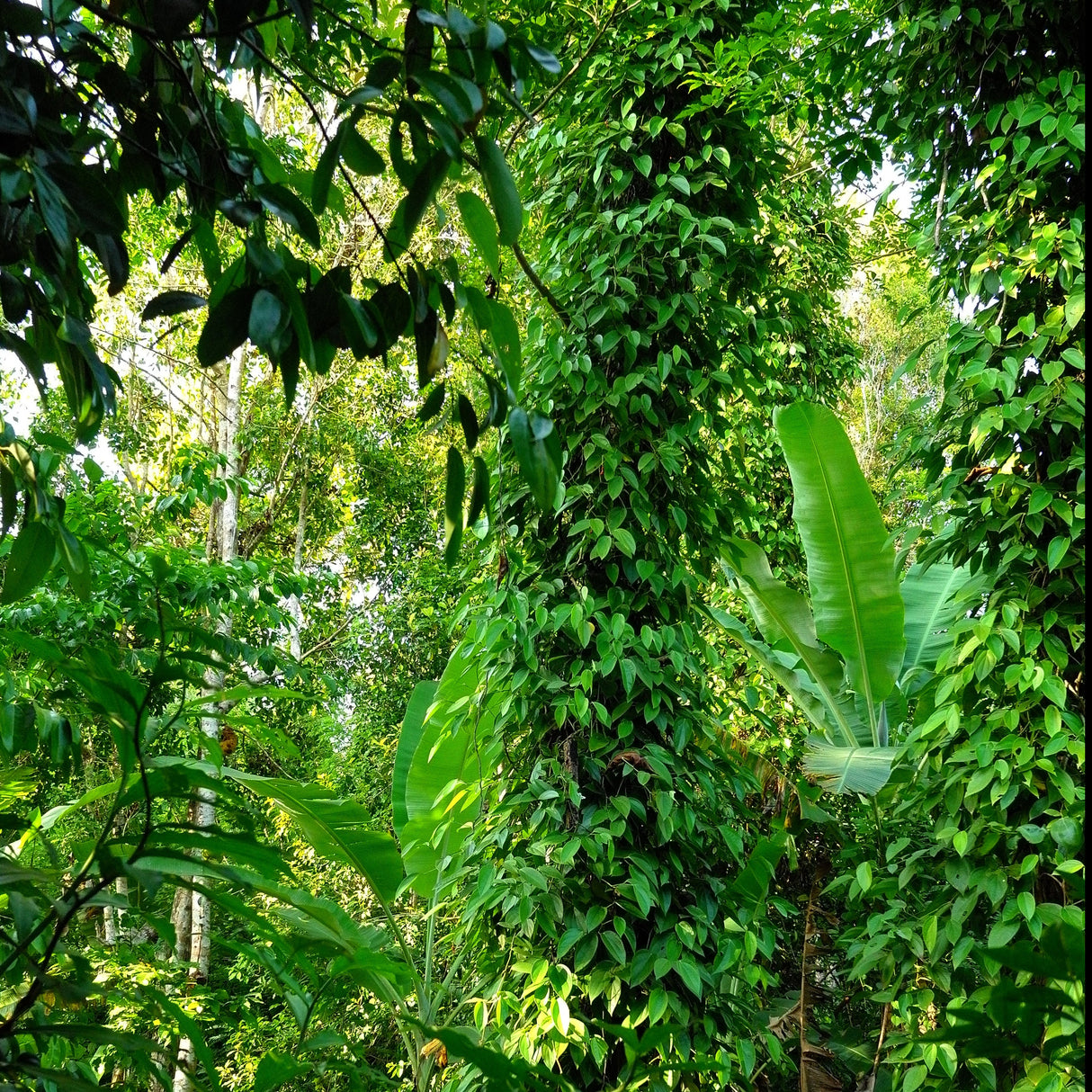 Zanzibar Black Peppercorns