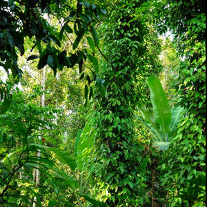 Zanzibar Black Peppercorns