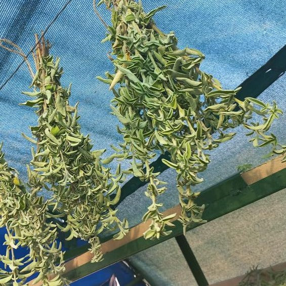 Anatolian Sage