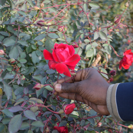 Hand holding a red rose amidst green foliage. Damask Rose Petal Power from Burlap & Barrel