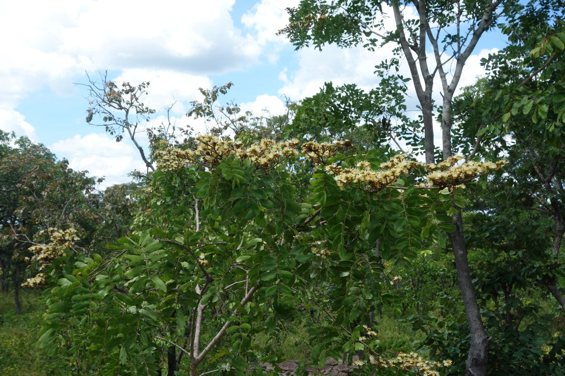 Tree with yellow flowers in a forest setting