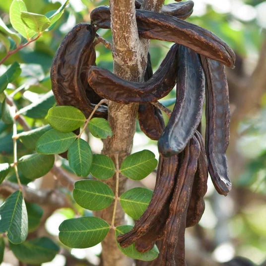 Dark Roasted Carob Powder from Burlap & Barrel