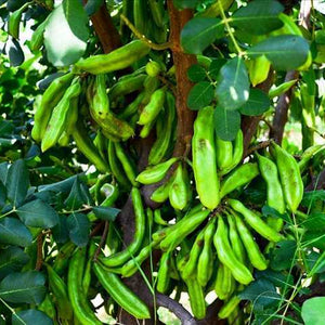 Dark Roasted Carob Powder from Burlap & Barrel