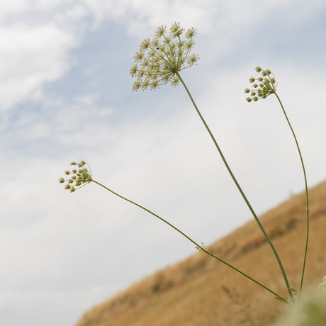 Wild Mountain Cumin blossoms in Afghanistan from Burlap & Barrel