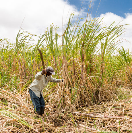 Person harvesting sugarcane in a field in Barbados for Golden Crystal Sugar from Burlap & Barrel 