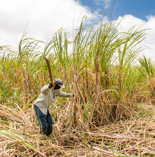 Person harvesting sugarcane in a field in Barbados for Golden Crystal Sugar from Burlap & Barrel 