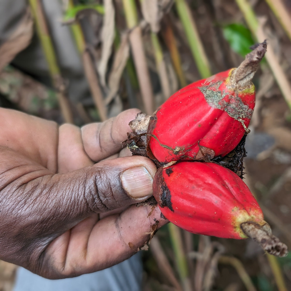 farmer holding fresh grains of paradise fruits