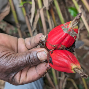 farmer holding fresh grains of paradise fruits