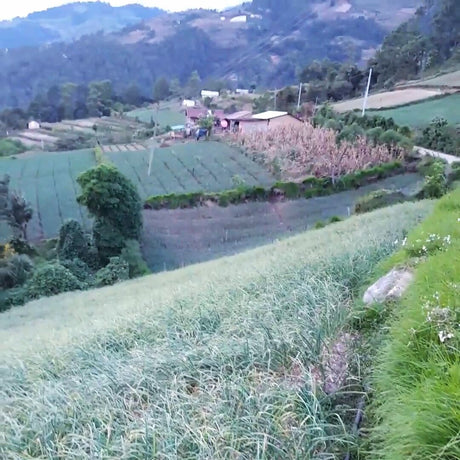 Garlic fields in Guatemala from Burlap & Barrel