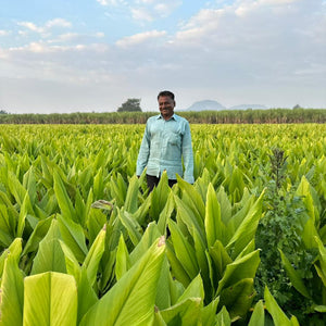 Dr. Salunkhe in his turmeric field from Burlap & Barrel