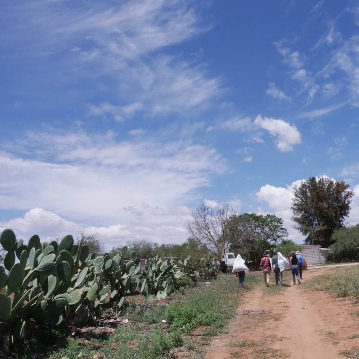 People walking along a dirt path next to cacti under a blue sky with clouds in Guanajuato, MX from Burlap & Barrel