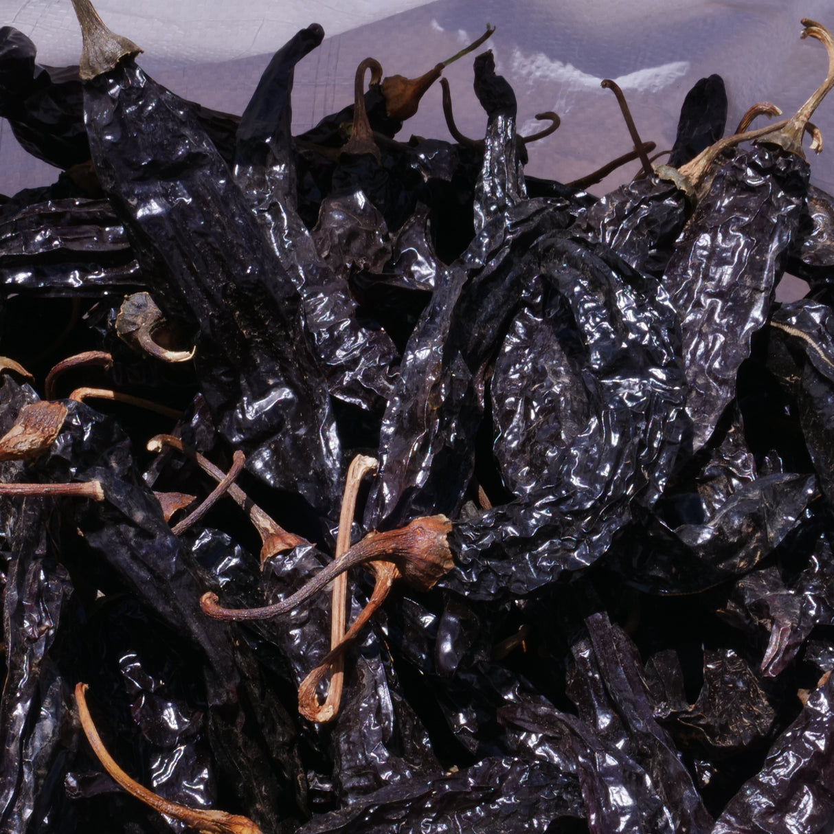 Pile of dried Pasilla Chilis from Burlap & Barrel