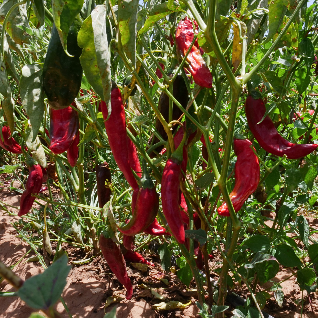 Pasilla peppers growing from Burlap & Barrel