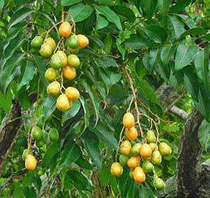 Sour Plums growin before being dried and turned into powder in Nepal from Burlap & Barrel